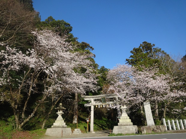 2018.3.24sugajinjya%20sakura.JPG