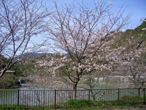 sakura2009.3.21.JPG