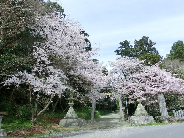 2014.4.1sakura-1.JPG