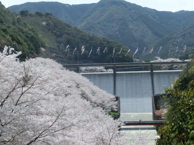 2014.4.1sakura-2.JPG