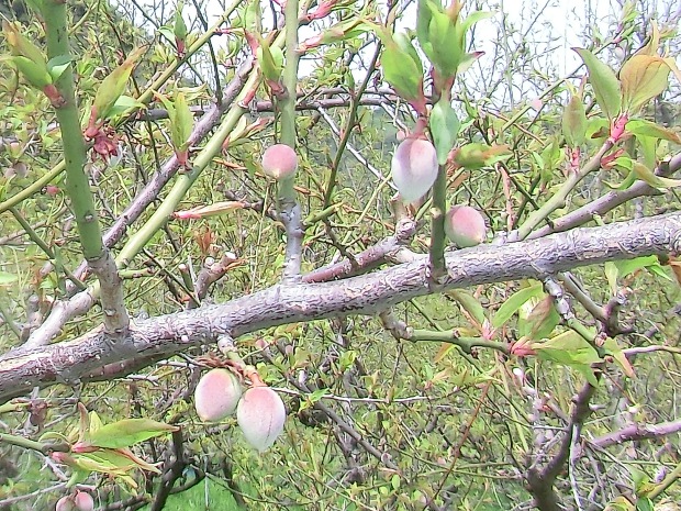 2014.4.1sakura-3.JPG