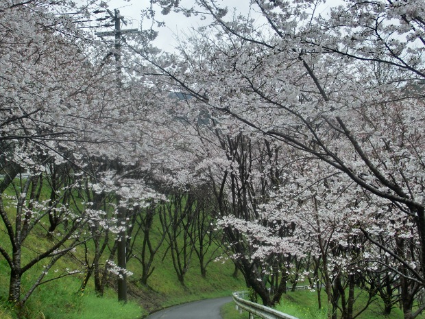 2016.4.1sakura-2.JPG