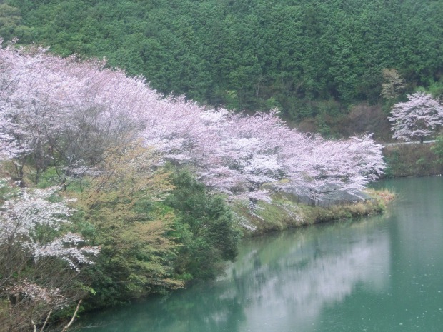 2016.4.1sakura-3.JPG