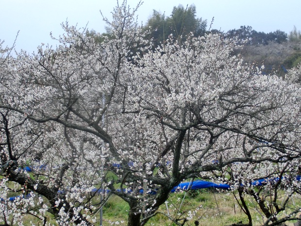 2018.2.22umemankai-1.JPG