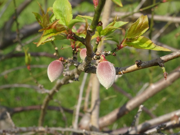 2018.3.26aoume-1.JPG