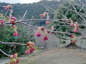 sakura-3%202012.3.22%20.JPG