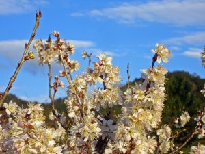 sakura2010.2.27-1.JPG