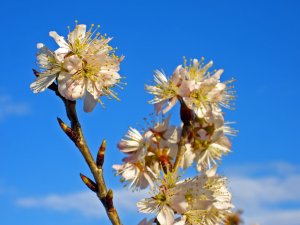 sakura2010.2.27-2.JPG