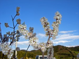 sakura2010.2.27-3.JPG