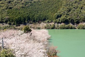 sakura2011.4.-6.JPG