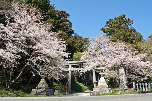 sakura2011.4.4-1.JPG