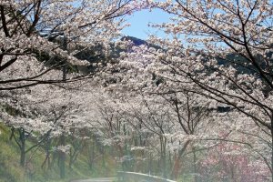 sakura2011.4.4.-8.JPG