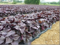 �Ԃ���